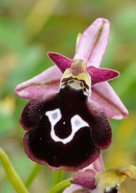 Le orchidee degli Dei: 8 giorni nel Peloponneso, marzo 2014.